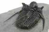 Beautiful Spiny Cyphaspis Trilobite - Morocco #312264-3